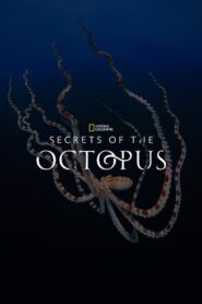 Secrets of the Octopus Malay Subtitle